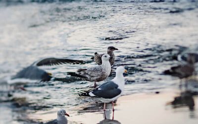A Love Letter to My Friends OR How to Show up for a Friend in Need